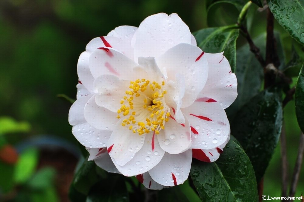 ���� (72).JPG