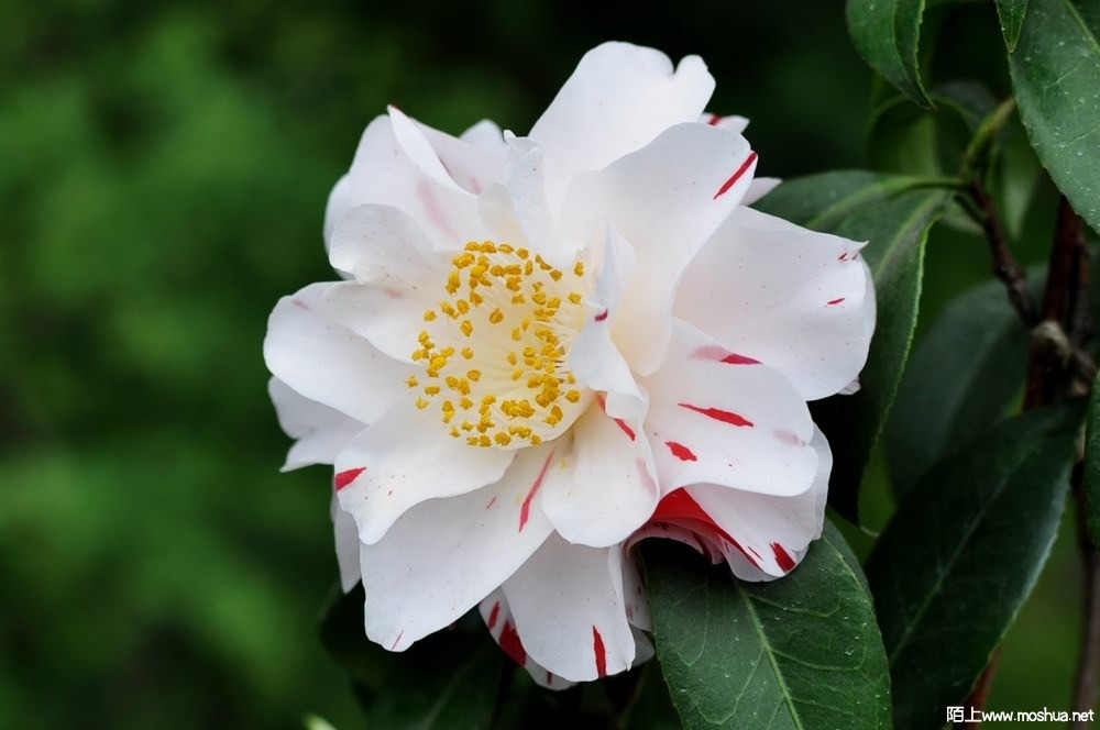 ���� (80).JPG