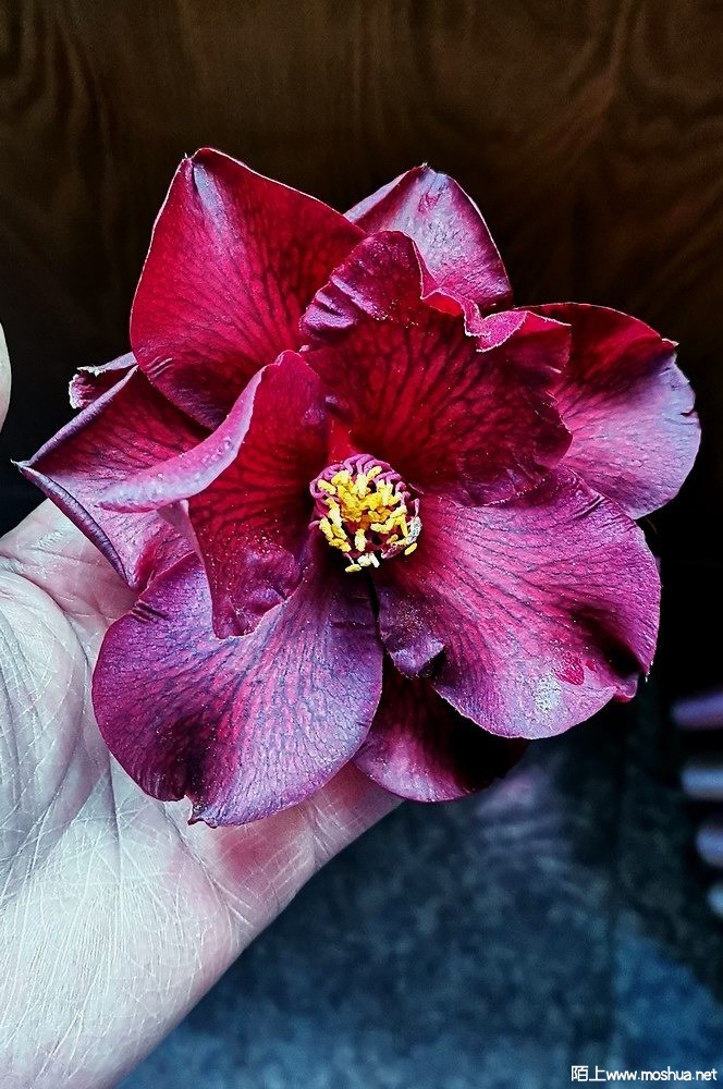 ���޺� (62).jpg