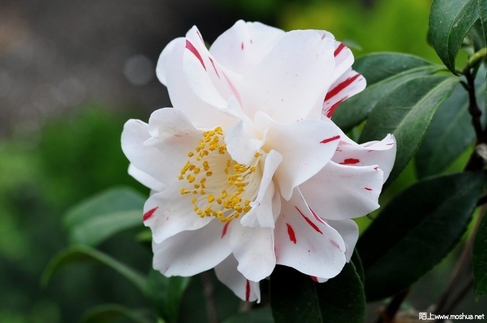 ���� (81).JPG