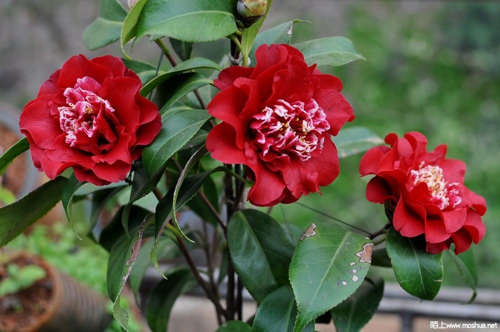 ӣ�Ҽѽ� (42).JPG