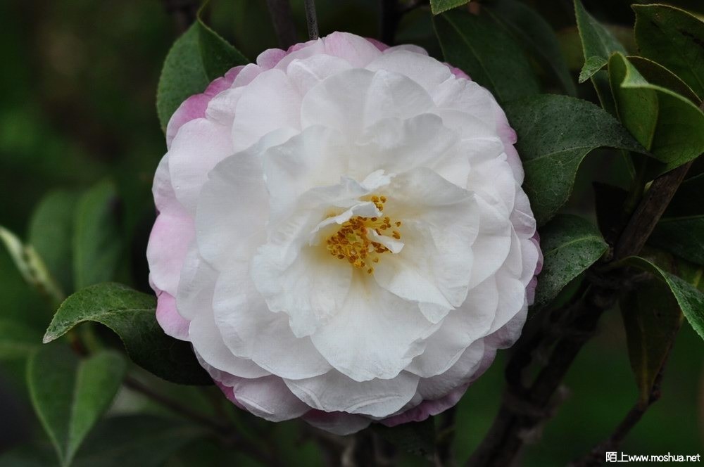 ��õ�� (39).JPG