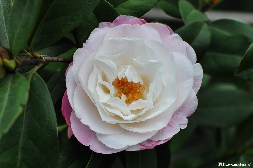 ��õ�� (38).JPG