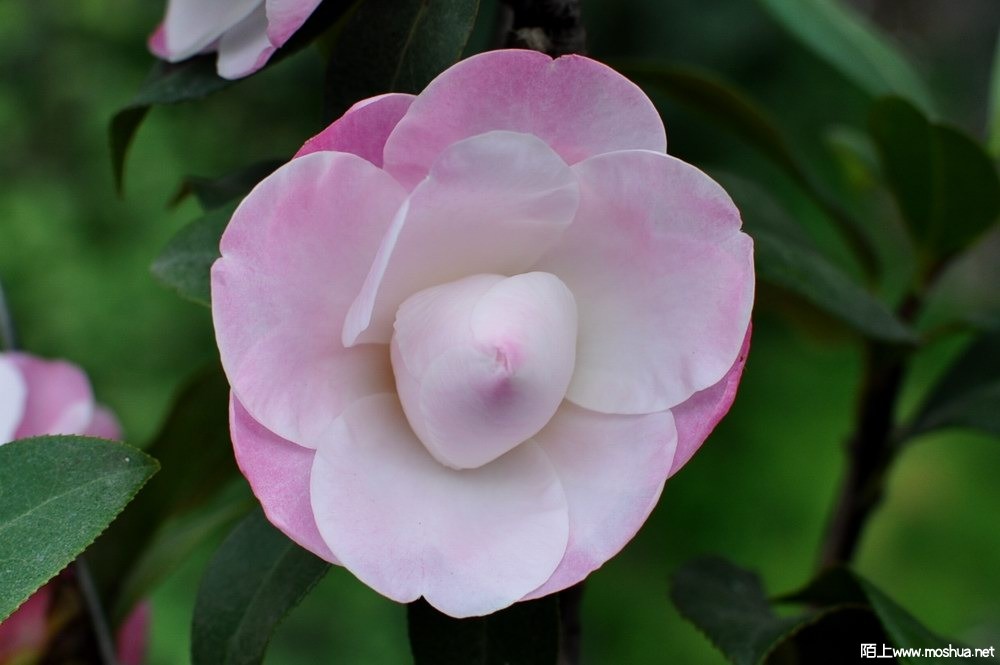 ��õ�� (48).JPG