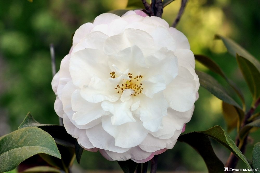 ��õ�� (53).JPG