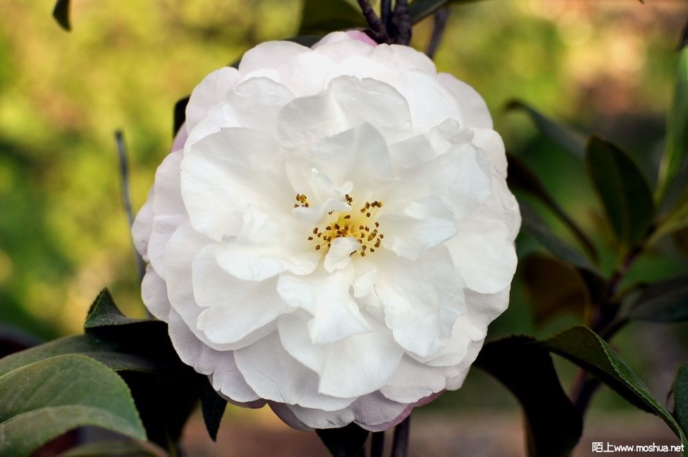 ��õ�� (49).JPG