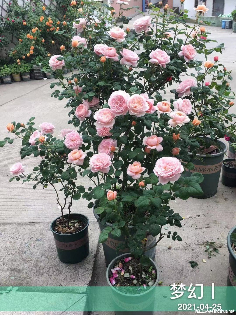 ΢��ͼƬ_20210425095959.jpg