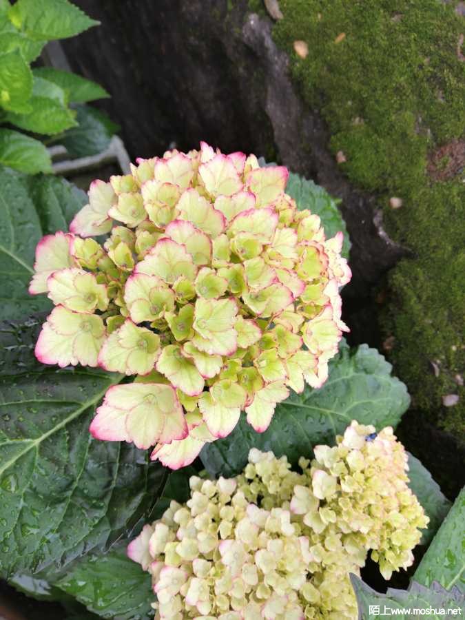 IMG_20210429_064955.jpg