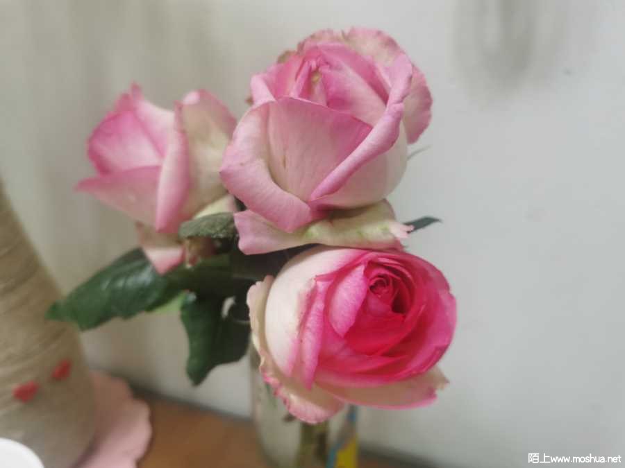 IMG_20210410_104250.jpg