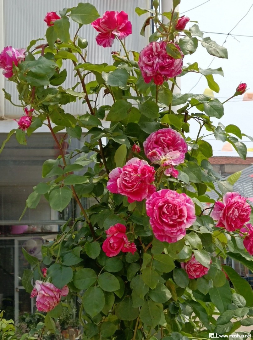 IMG_20210505_162356.jpg