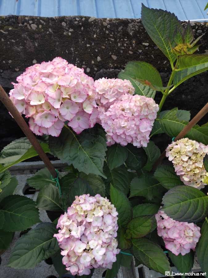 IMG_20210505_175710.jpg