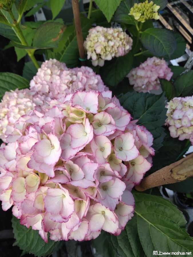 IMG_20210505_175653.jpg