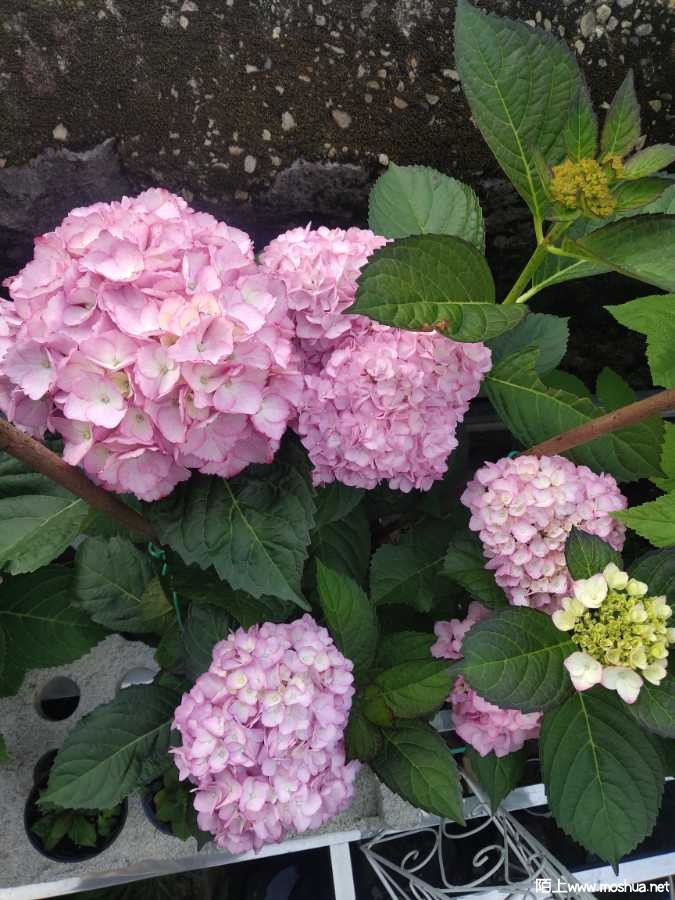 IMG_20210508_173754.jpg