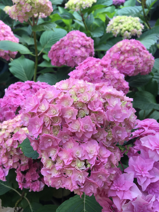 DB25C988-06CF-4154-8BFF-A67372CC92D8.jpeg