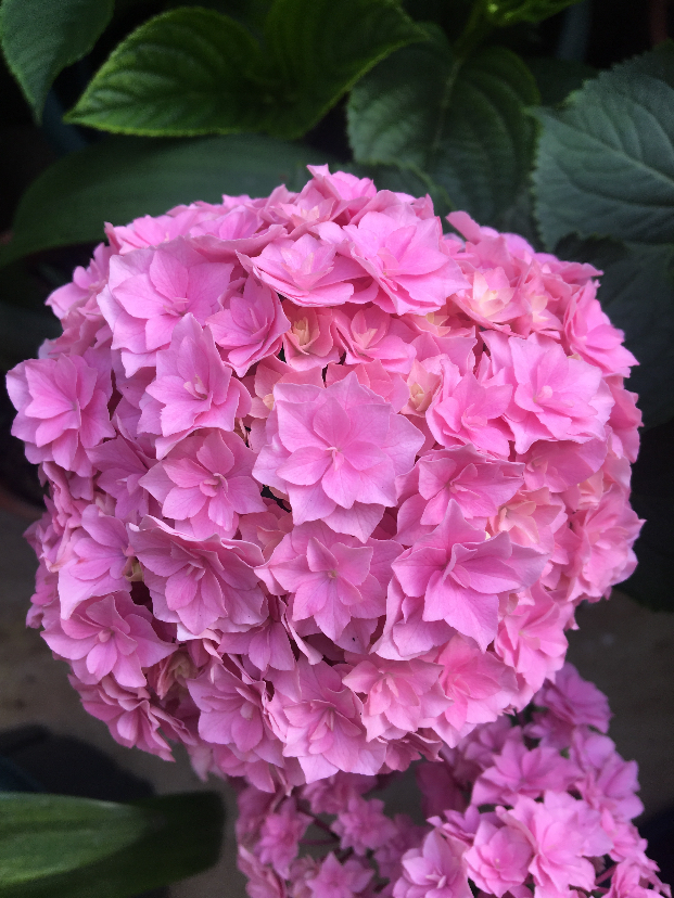7D90C40D-2154-4BC2-8975-6ED6B4906CA0.jpeg