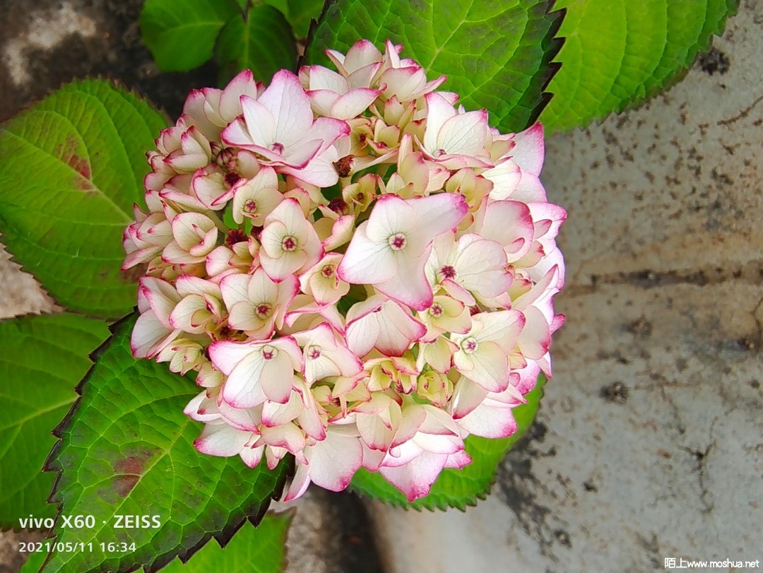 IMG_20210511_163433.jpg