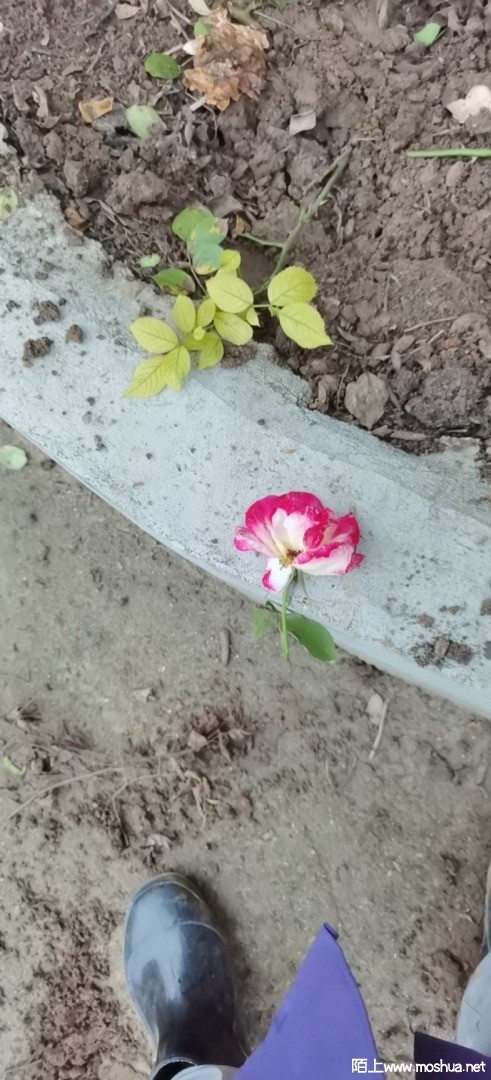 ΢��ͼƬ_20210512191636.jpg