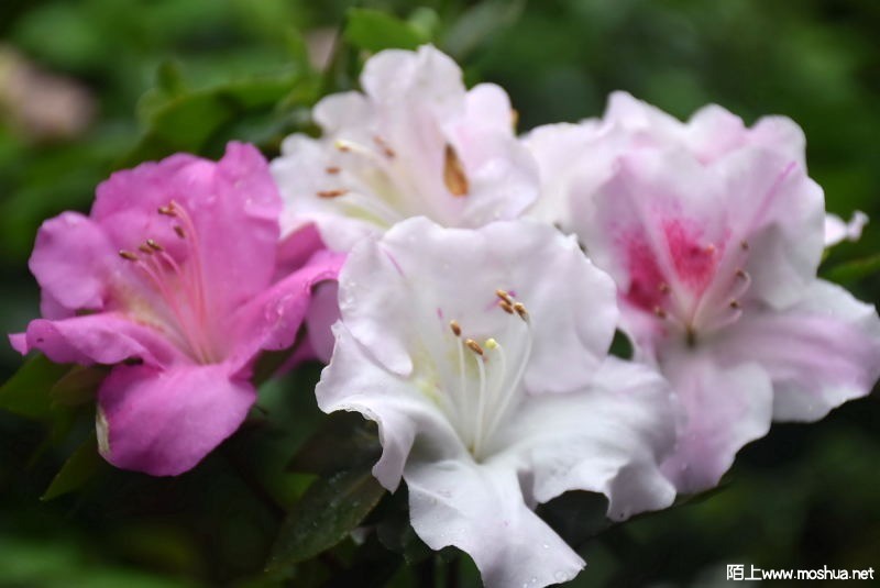 DSC_00350035.JPG