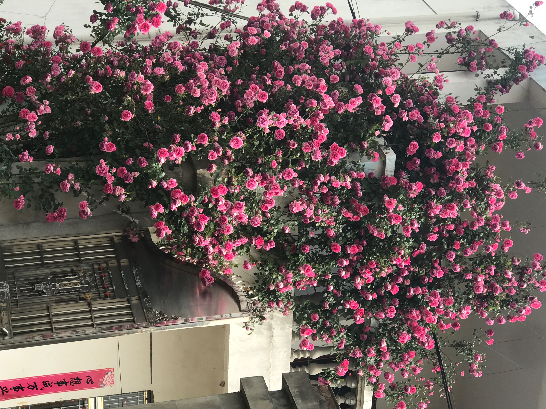 6A77B3AC-3CCF-40DB-B88C-161B9FE0024F.jpeg
