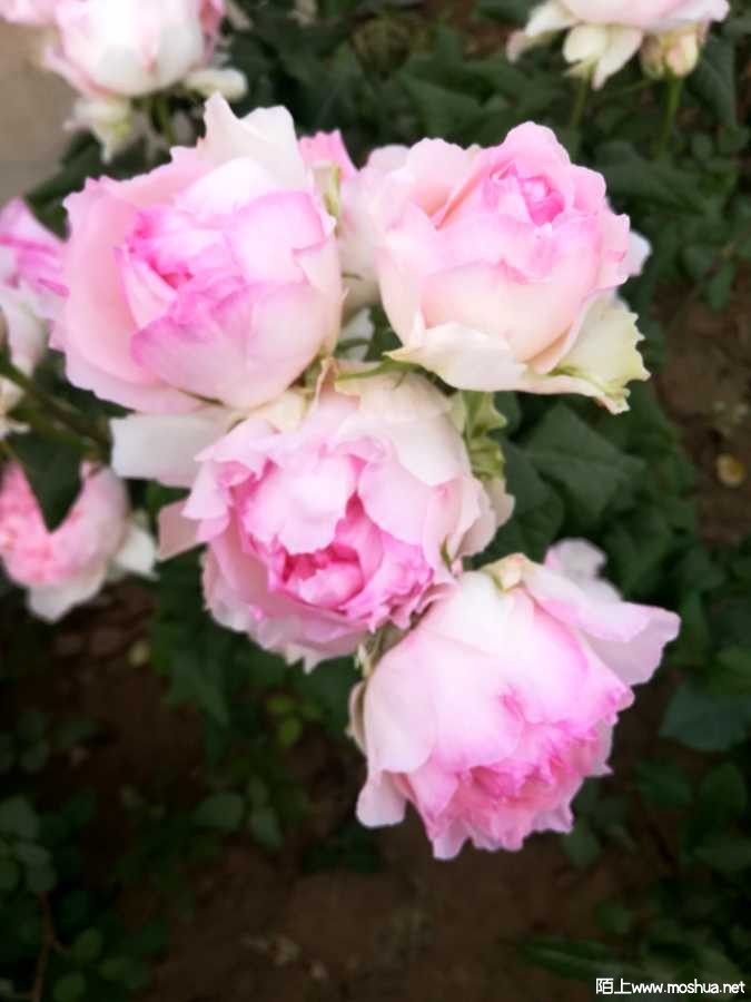 IMG_20210511_221353.jpg