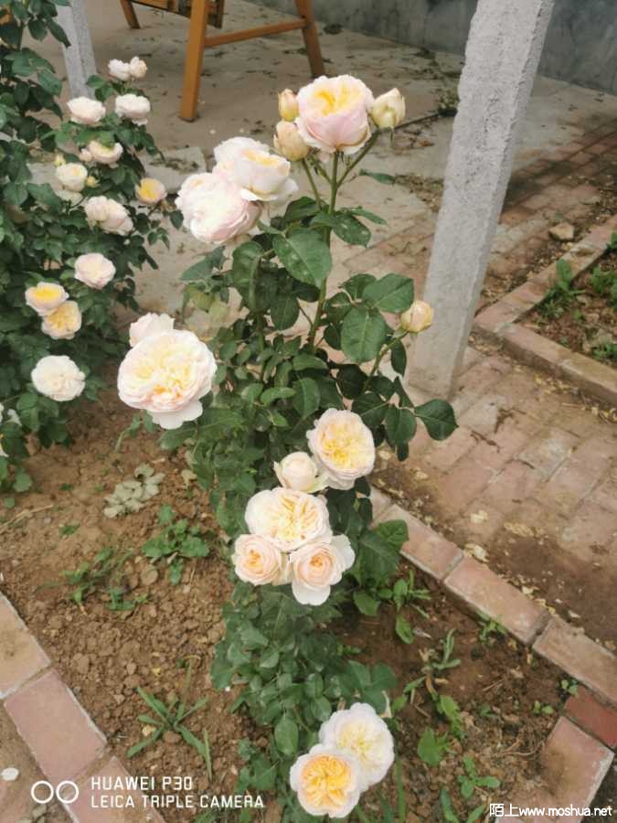 IMG_20210515_092338.jpg
