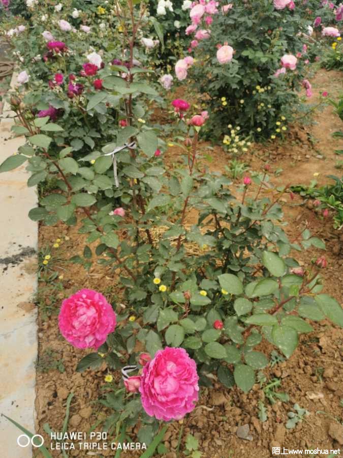 IMG_20210515_094607.jpg