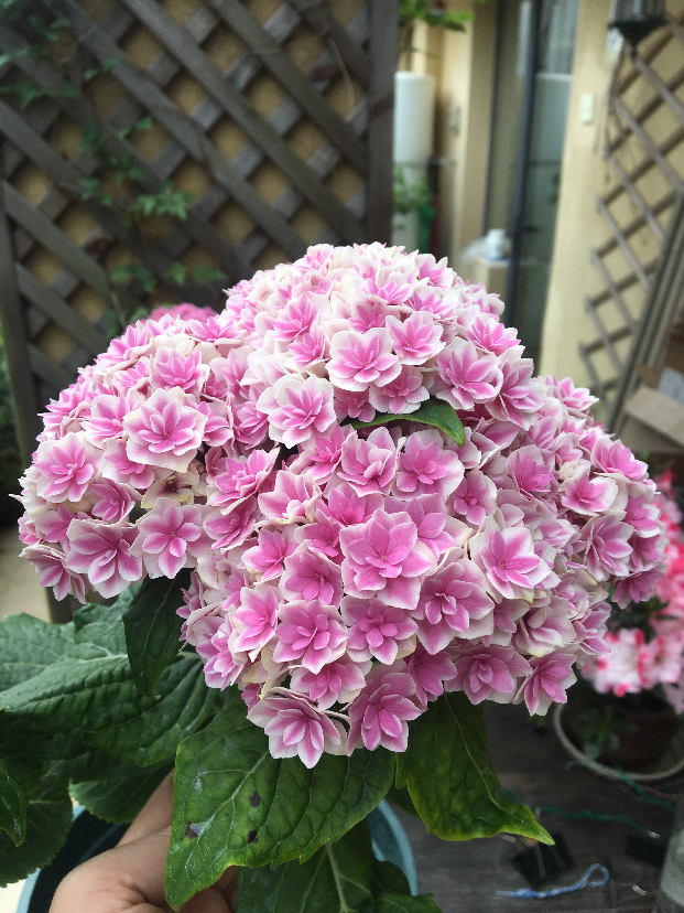 9D8ADFA9-A019-43BF-BB6F-39D89081F441.jpeg