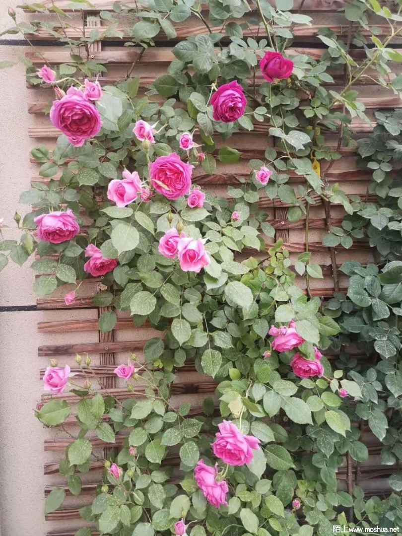 ����