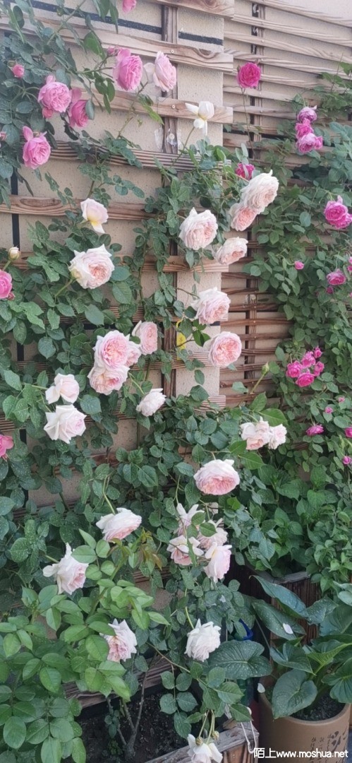 �ǲ�