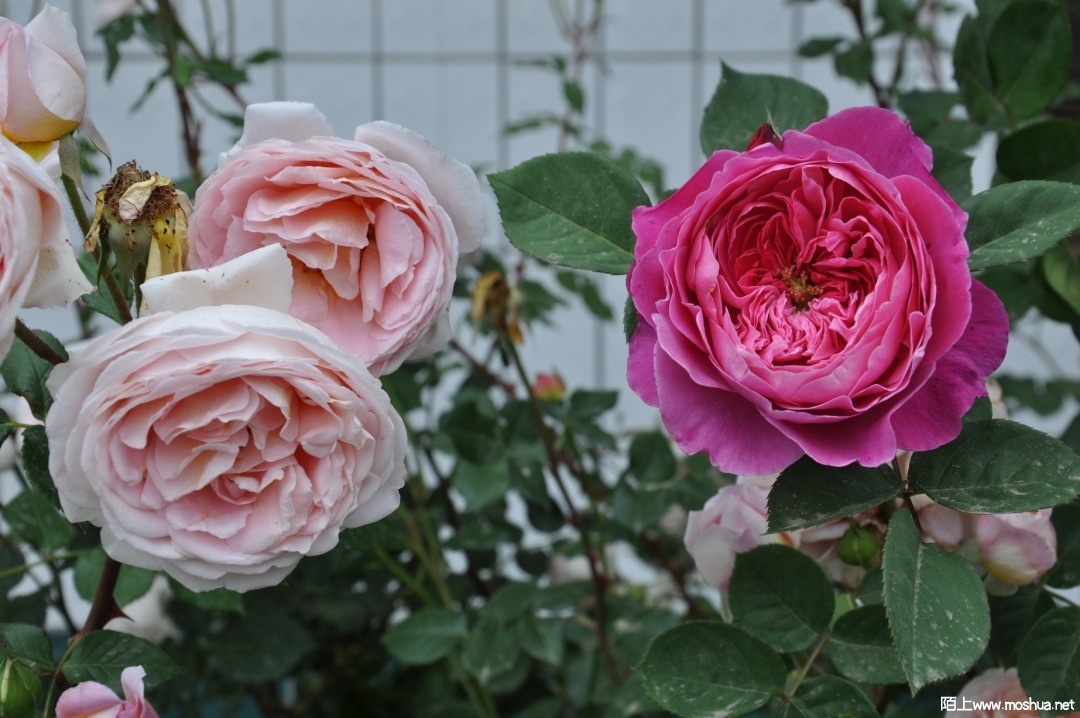 DSC_0342.JPG