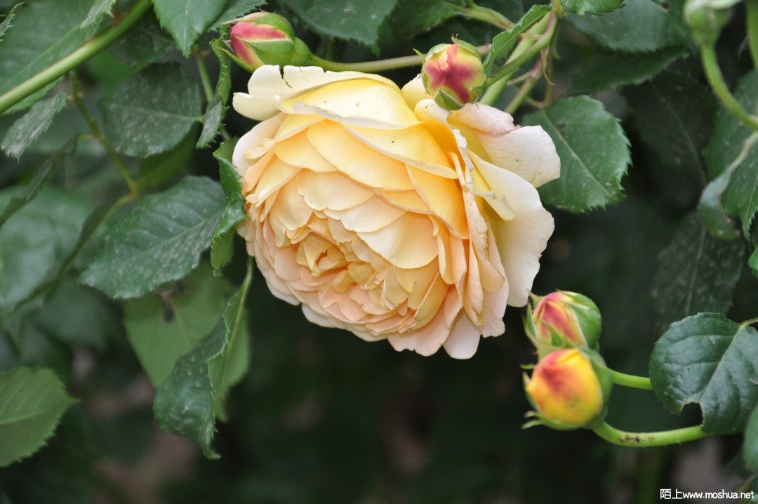 DSC_0375.JPG