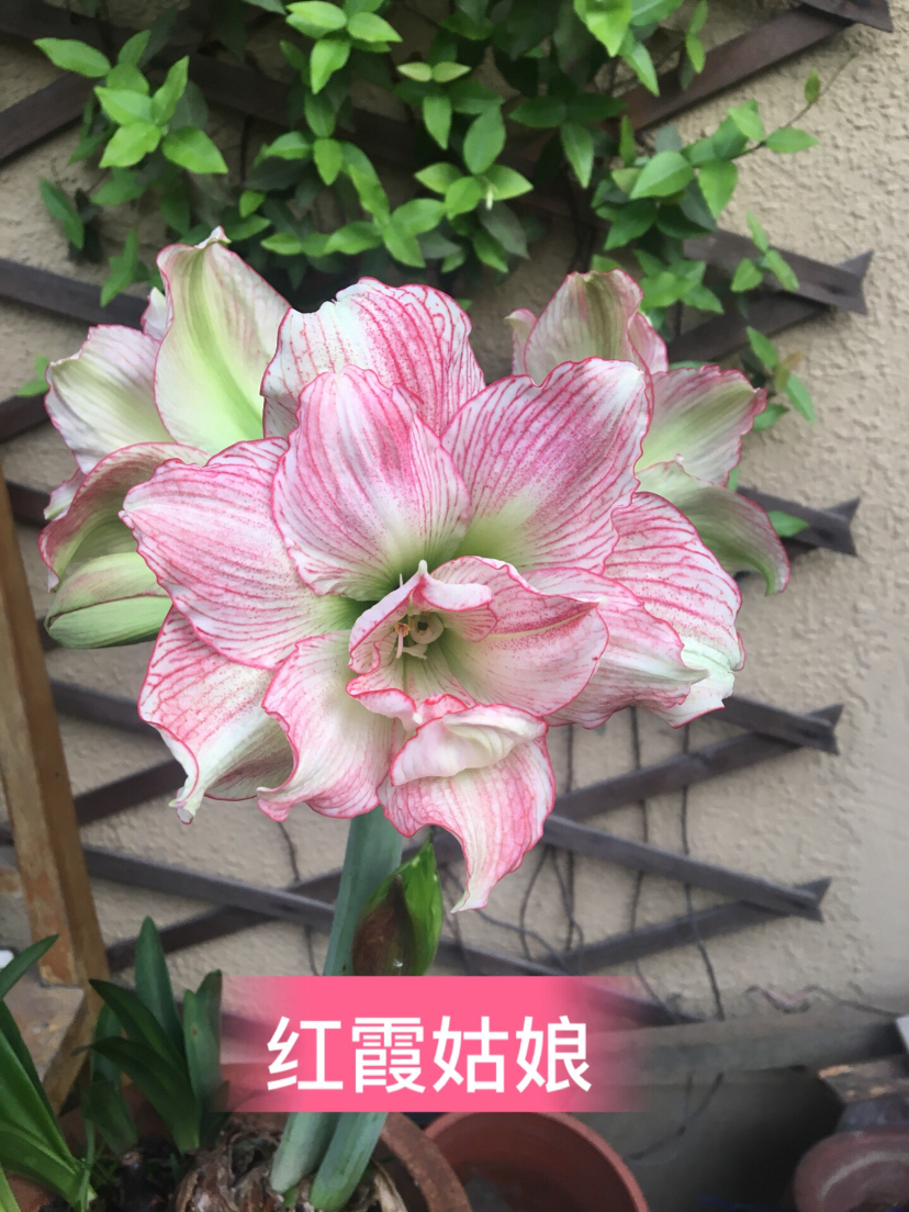 12A53845-2109-4BFC-877B-416CE5D37A9D.jpeg