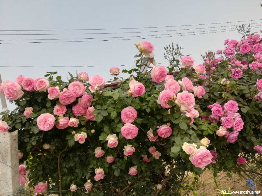 IMG_20210513_084233.jpg