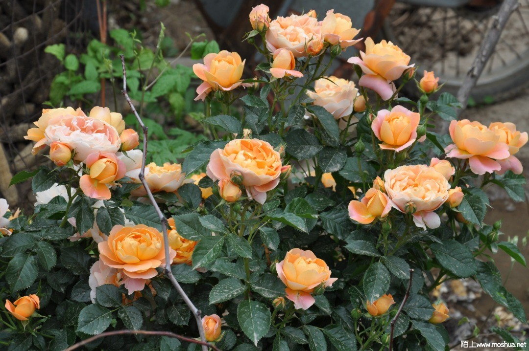 DSC_0369.JPG