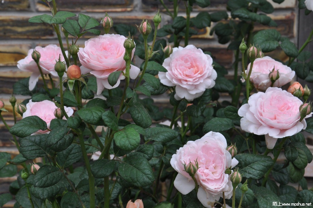 DSC_0335.JPG