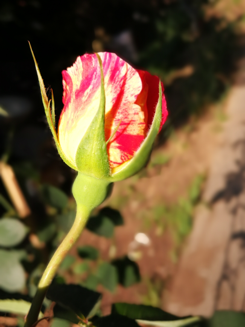 IMG_20210527_071613.jpg