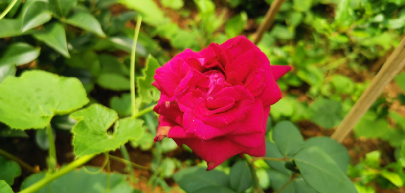 IMG_20210614_122330.jpg