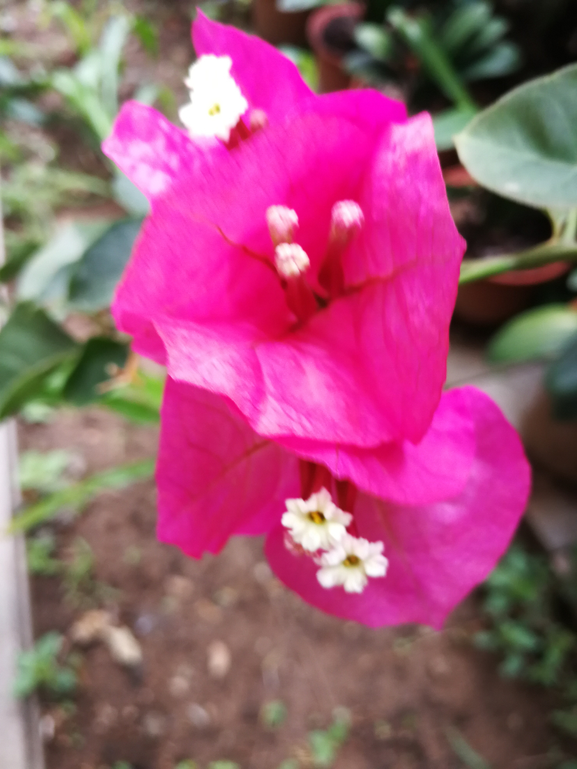 IMG_20210628_102251.jpg