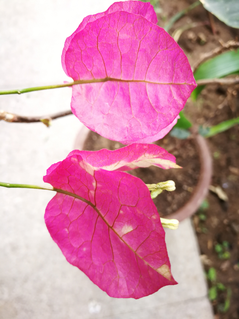 IMG_20210628_102305.jpg