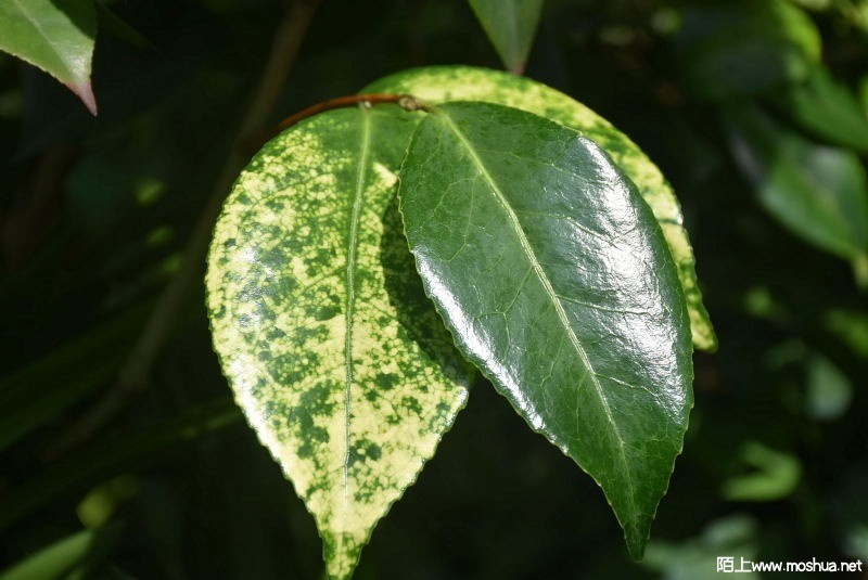 DSC_01160116.JPG