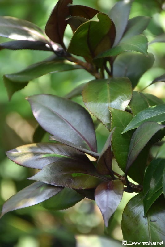 DSC_01550155.JPG