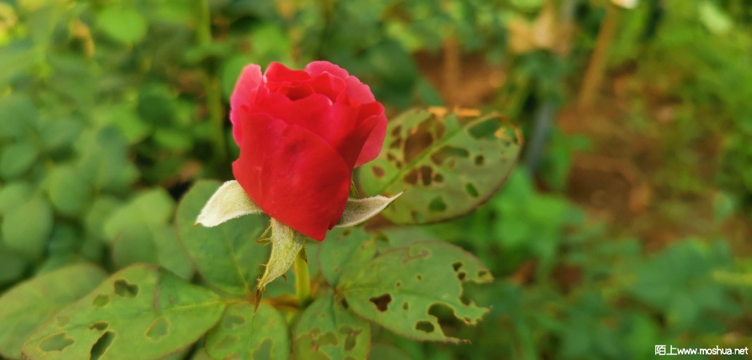 IMG_20210710_171435.jpg