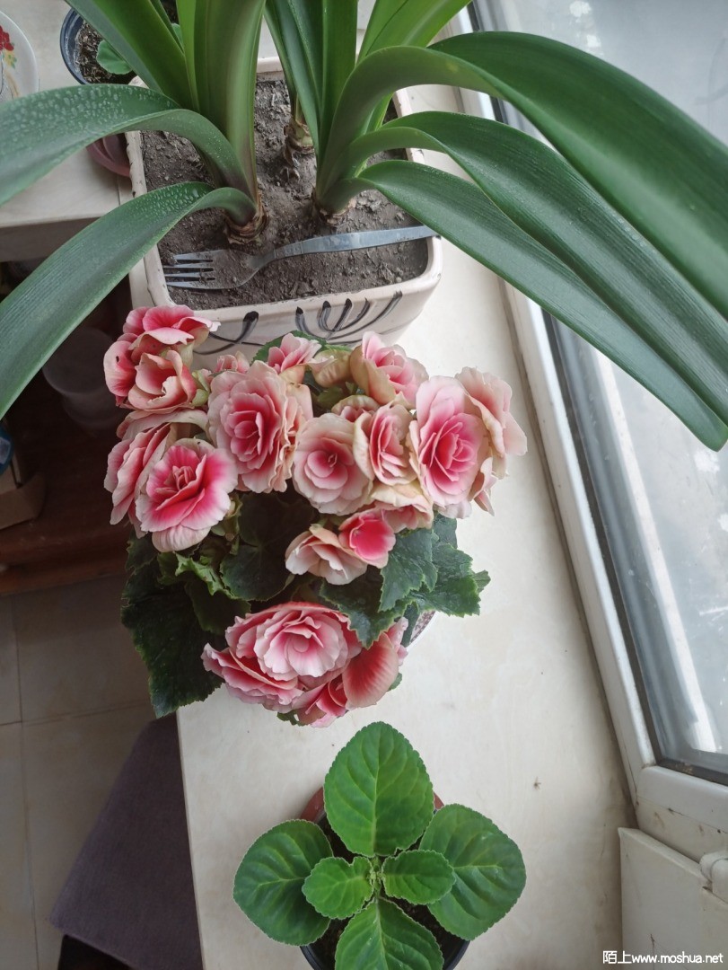 IMG_20210711_085817.jpg
