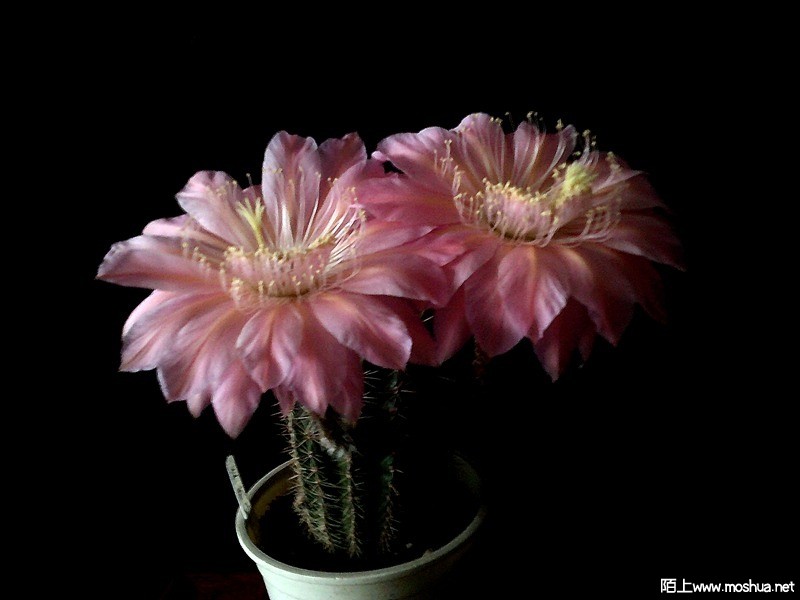 DSCF0008.JPG