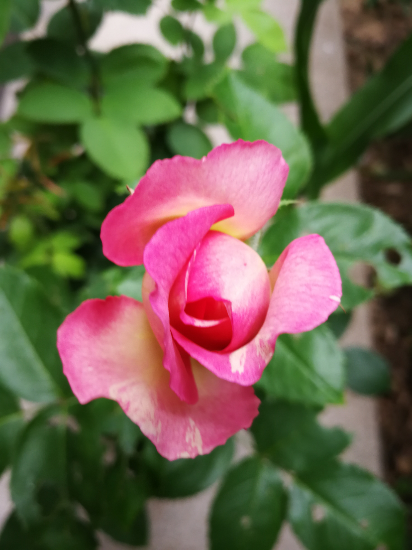 IMG_20210729_143354.jpg
