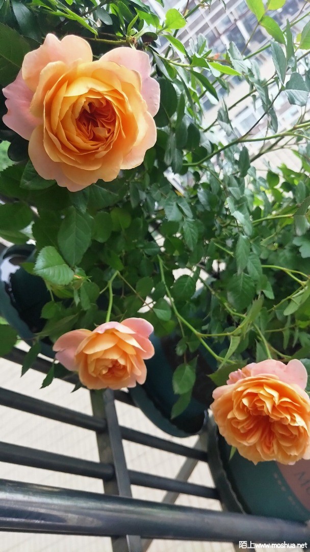 ΢��ͼƬ_20210730213116.jpg