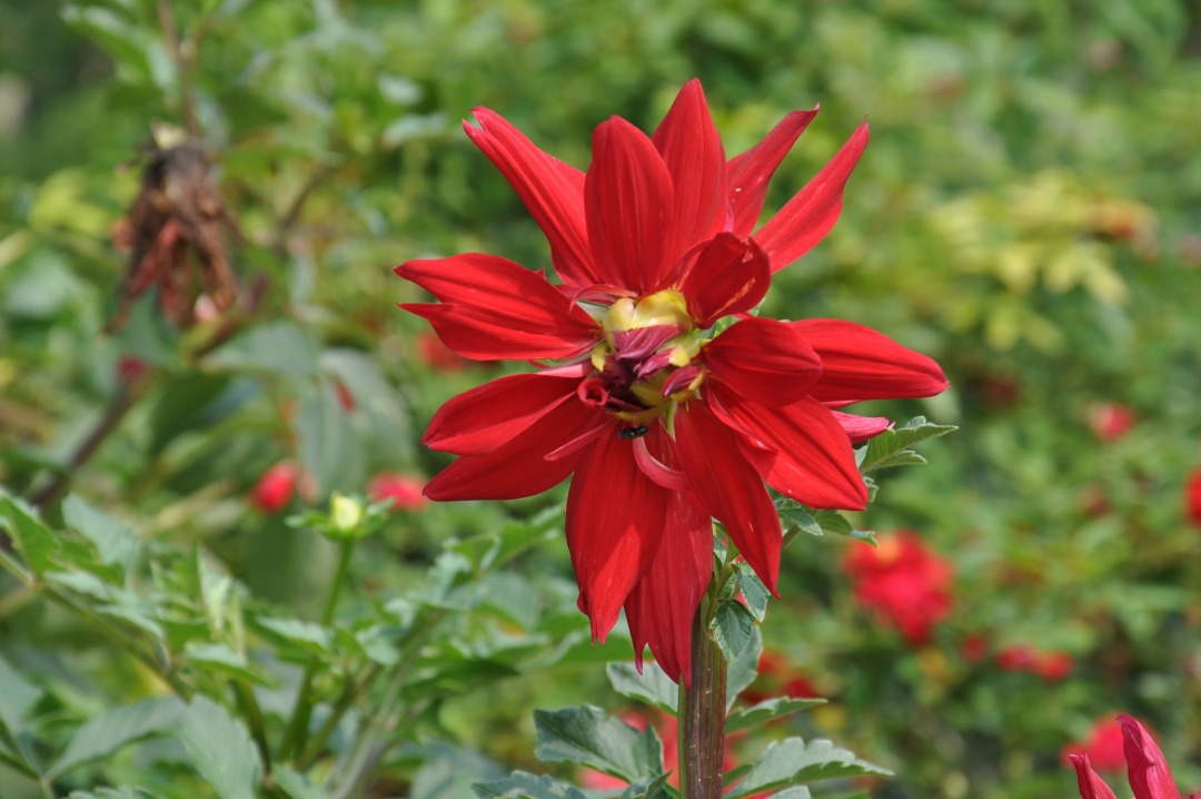 DSC_0381.JPG