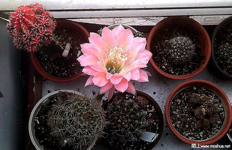 DSCF0008.JPG