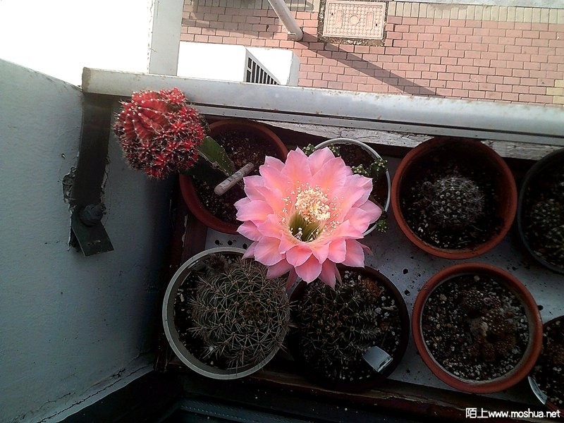 DSCF0007.JPG
