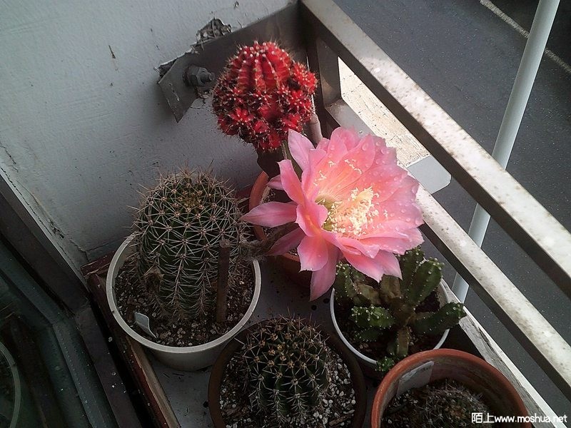 DSCF0003 (2).JPG